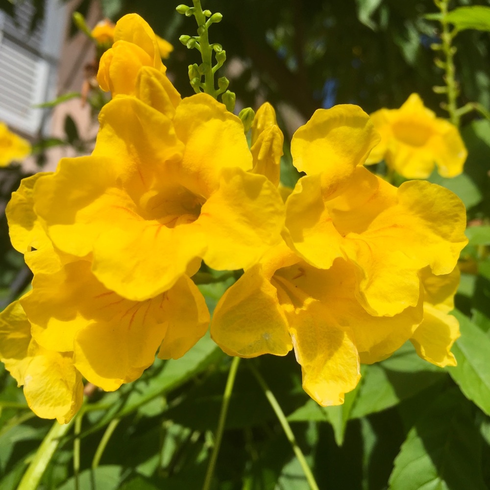 Meet your Posher, Clunie